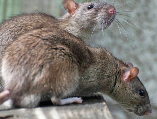Plaga de Ratas y Ratones