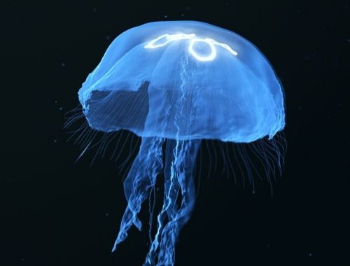 medusas en españa