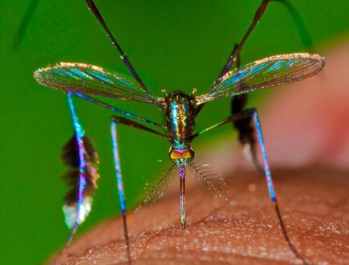 mosquito verde picadura
