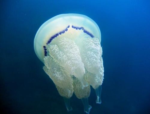 plaga de medusas españa