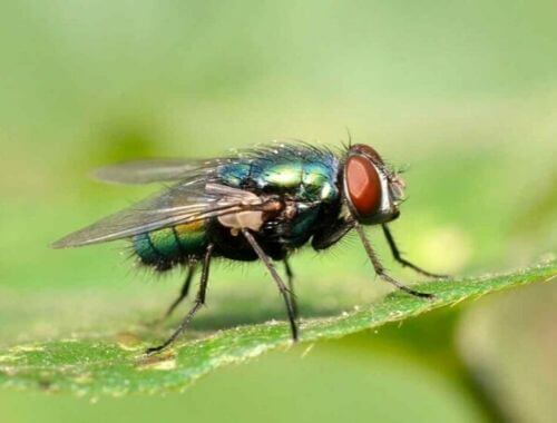 plaga de moscas en casa significado