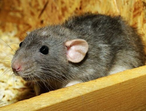 veneno para ratones