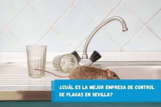 ¿Cuál es la mejor empresa de control de plagas en Sevilla?